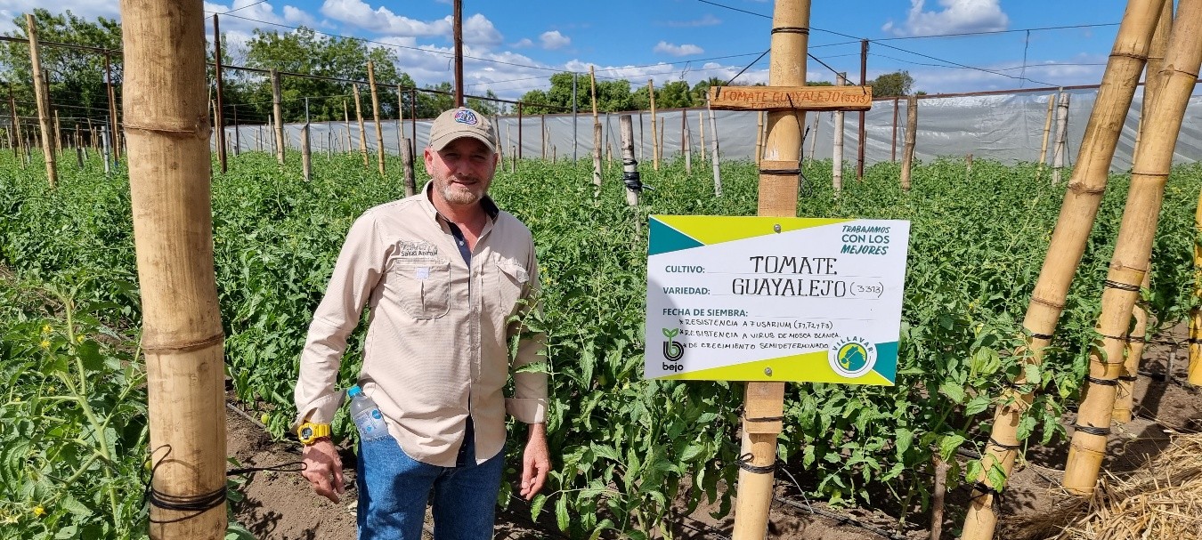 Alex Hasbun conducting agricultural fieldwork in a tomato crop